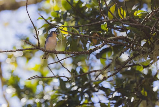 Spring songbird chaffinch sitting on a branch. Beautiful songbird Common chaffinch in wildlife. The common chaffinch or simply the chaffinch, latin name Fringilla coelebs.