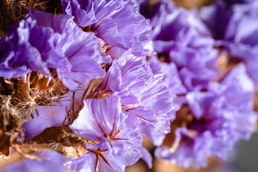 A close-up macro of a fragrant purple flower in all its delicate beauty, radiating fresh growth and natural wonder.