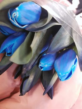 Colorful flowers of blue tulips close-up on a gray background.Blue tulips.