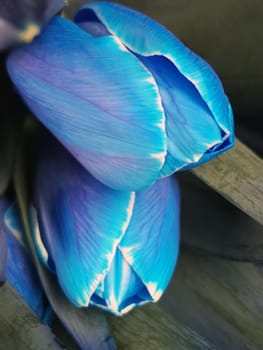 Colorful flowers of blue tulips close-up on a gray background.Blue tulips.