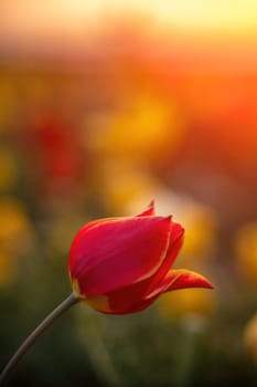 Wild tulip flowers at sunset, natural seasonal background. Multi-colored tulips Tulipa schrenkii in their natural habitat, listed in the Red Book