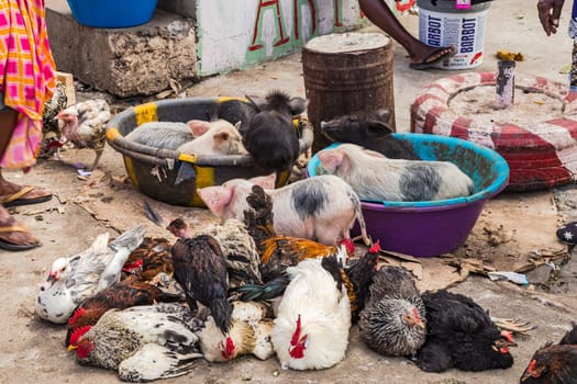 Piglets, chickens and a duck at an open market near Praia, Cape Verde Islands