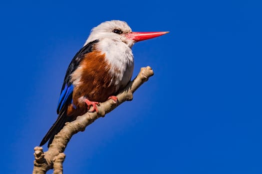 A colorful kingfisher of the species Grey-headed Kingfisher sitting wild on a branch on Santiago Island, Cape Verde Islands