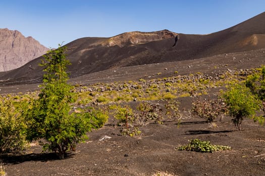 A secondary crater with lava boulders and grasses on the slope of Pico do Fogo on Fogo Island, Cape Verde Islands