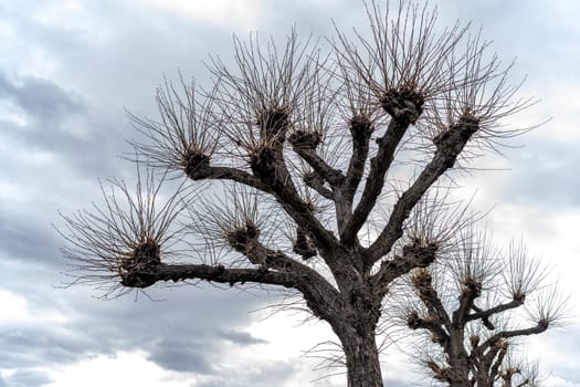 crown of a tree without leaves on a blue sky. High quality photo