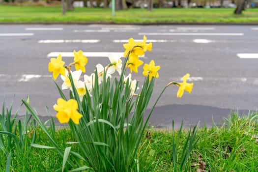 blooming yellow daffodils by the asphalt road. High quality photo