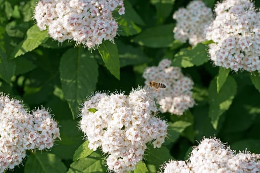 Spiraea cantoniensis, masses of white flowers in inflorescence, close up. Bridalwreath spirea or Cape may is hedging shrub and flowering plant, with pompom-like clusters, of the rose family, Rosaceae.