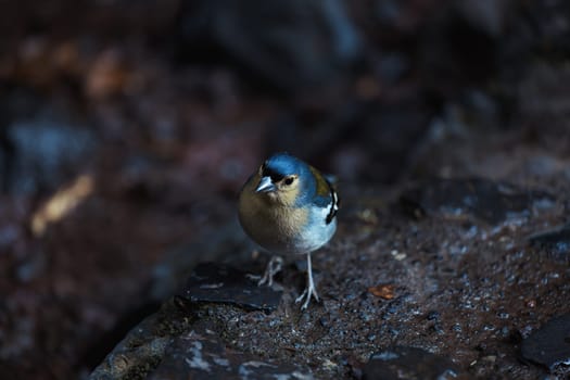 Common chaffinch Fringilla coelebs sitting on a stone. Beautiful songbird Common chaffinch in wildlife. The common chaffinch or simply the chaffinch, latin name Fringilla coelebs.