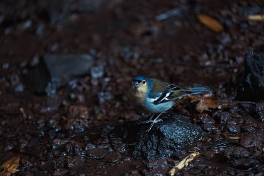 Common chaffinch Fringilla coelebs sitting on a stone. Beautiful songbird Common chaffinch in wildlife. The common chaffinch or simply the chaffinch, latin name Fringilla coelebs.