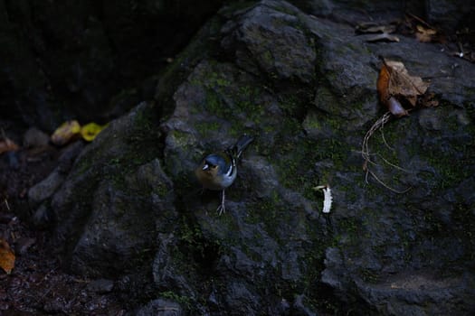 Common chaffinch Fringilla coelebs sitting on a stone. Beautiful songbird Common chaffinch in wildlife. The common chaffinch or simply the chaffinch, latin name Fringilla coelebs.