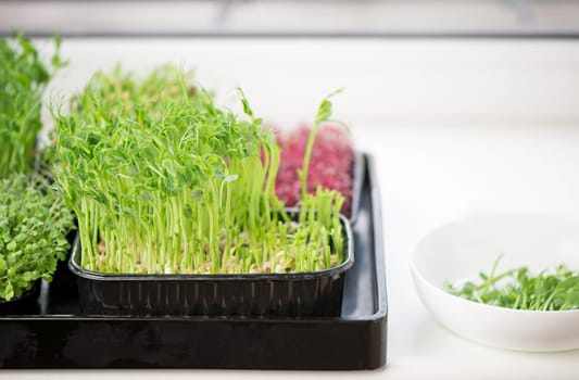 The concept of a healthy diet, boxes with microgreens of red basil, wind onion, sorrel, cabbage, mustard, broccoli, super food on white background