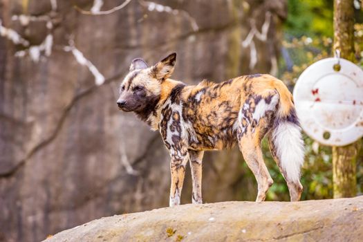 African painted dog play around in Oregon zoo