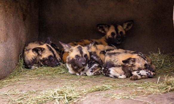 A group of African painted dogs gather together resting in a cave