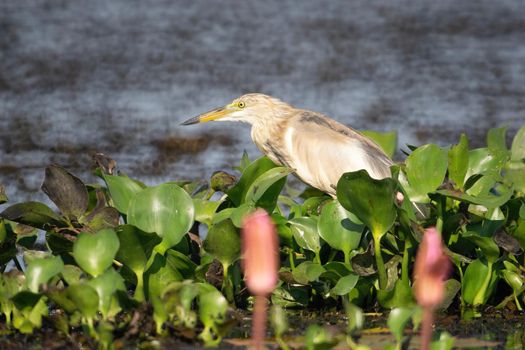 Birds live and swim in freshwater lakes, local birds in the world wetlands (Ramsa site).