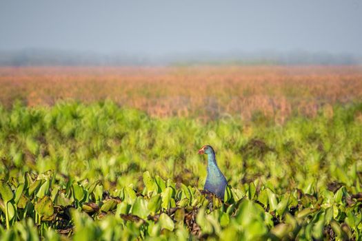 Birds live  in freshwater lakes, local birds in the world wetlands (Ramsa site).