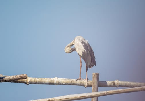 Birds live and swim in freshwater lakes, local birds in the world wetlands (Ramsa site).