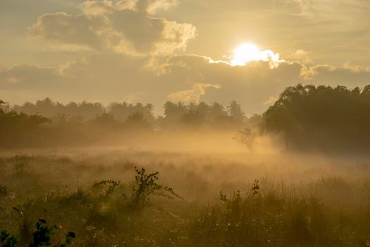 Fog over the grass in the morning. Nature along the way in Chumphon Province Thailand