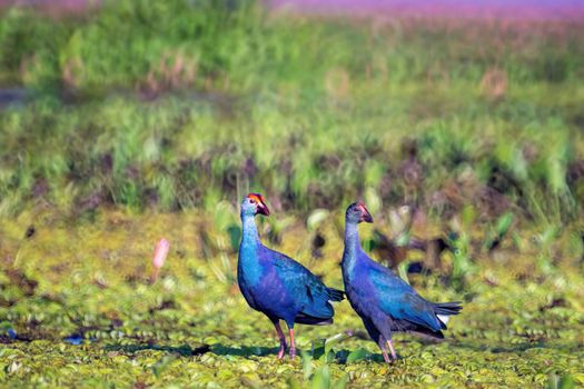 Birds live  in freshwater lakes, local birds in the world wetlands (Ramsa site).