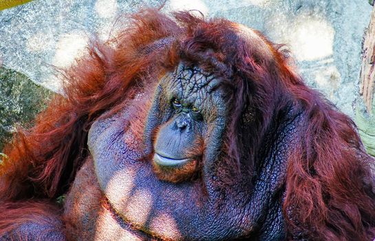 an orangutan sitting on the rocks, avoiding the sun.