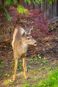Wild mule deer strides in suburban backyard.