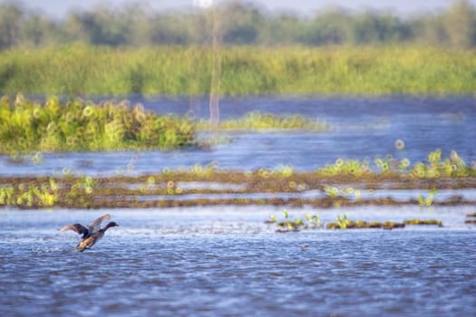 Birds live and swim in freshwater lakes, local birds in the world wetlands (Ramsa site).