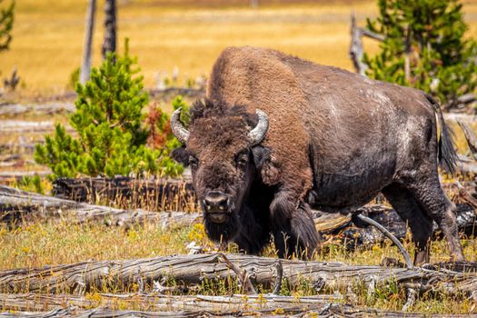 Wild Bison at Yellowstone National Park