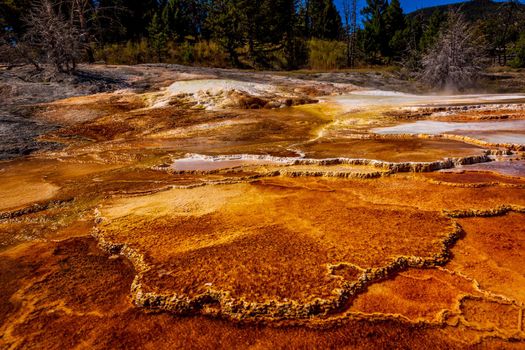 Angel Terrace at Mammoth Hot Springs, in Yellowstone National Park