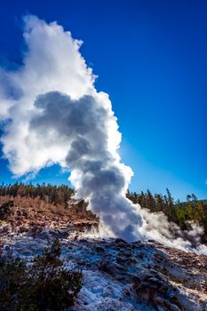 Steamboat Geyser, in Yellowstone National Park's Norris Geyser Basin, is the world's tallest currently-active geyser.