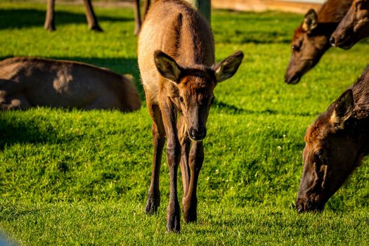 Wild Elks roaming and grazing in Yellowstone National Park