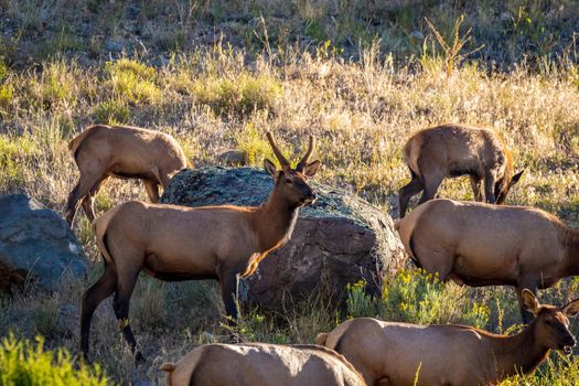 Wild Elks roaming and grazing in Yellowstone National Park
