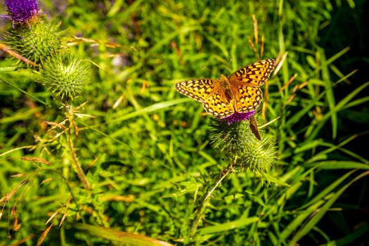 Yellow butterfly perch on wild flower