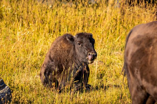 WIld bison calf resting at Yellowstone National Park