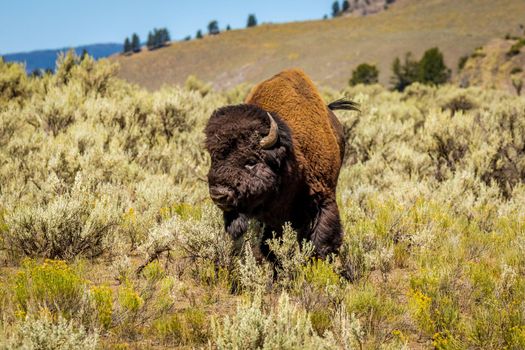 Wild Bison at Yellowstone National Park