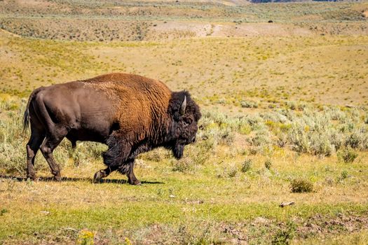 Wild Bison at Yellowstone National Park