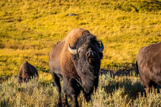 Wild Bison at Yellowstone National Park