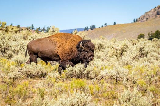 Wild Bison at Yellowstone National Park