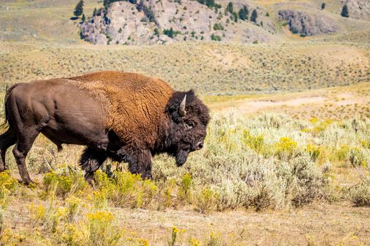 Wild Bison at Yellowstone National Park