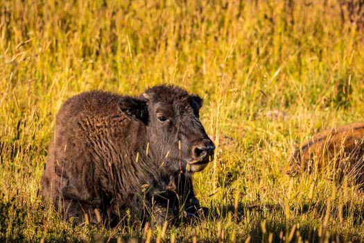 WIld bison calf resting at Yellowstone National Park