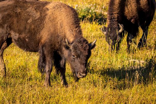 Wild Bison at Yellowstone National Park