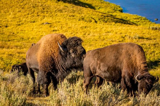 Wild Bison at Yellowstone National Park