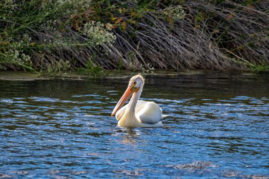 An American White Pelican swimming in water