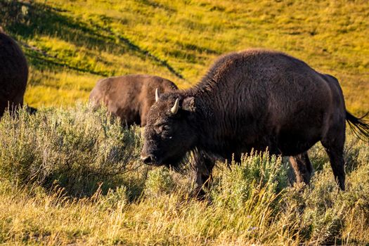 Wild Bison at Yellowstone National Park