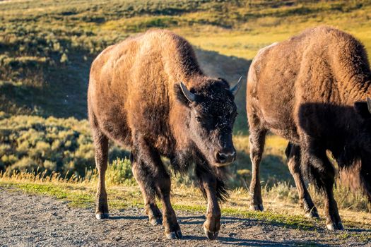 Wild Bison at Yellowstone National Park