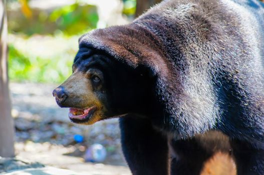 Malayan sun bear or Honey bear, it's a black and  mouth is yellow, hairy, looking at something