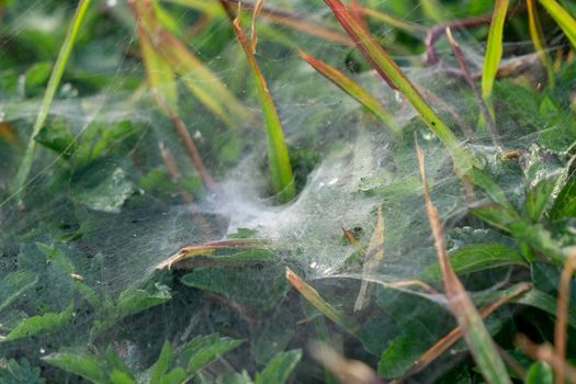 Spider web on the top of the grass. Dew and moisture.