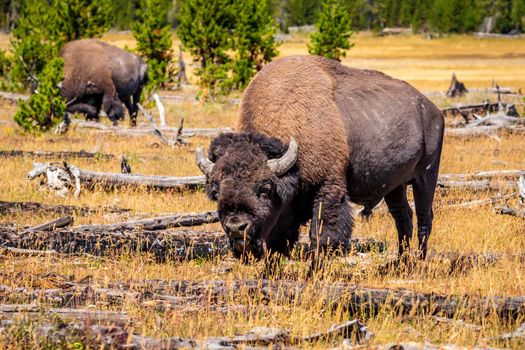 Wild Bison at Yellowstone National Park