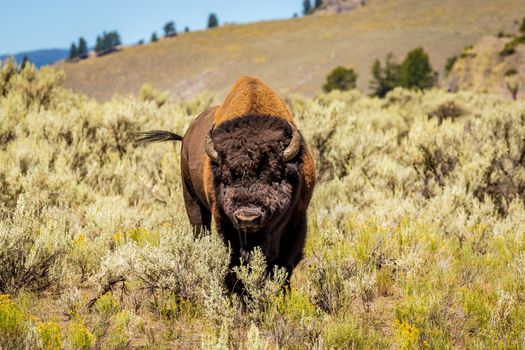 Wild Bison at Yellowstone National Park