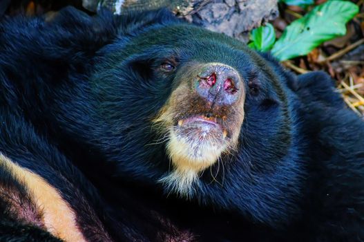Asian black bear or Asiatic black bear or Selenarctos thibetanus is resting during the day near the timber.