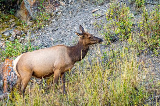 Wild Elk roaming and grazing in Yellowstone National Park