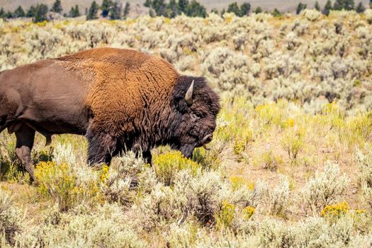 Wild Bison at Yellowstone National Park